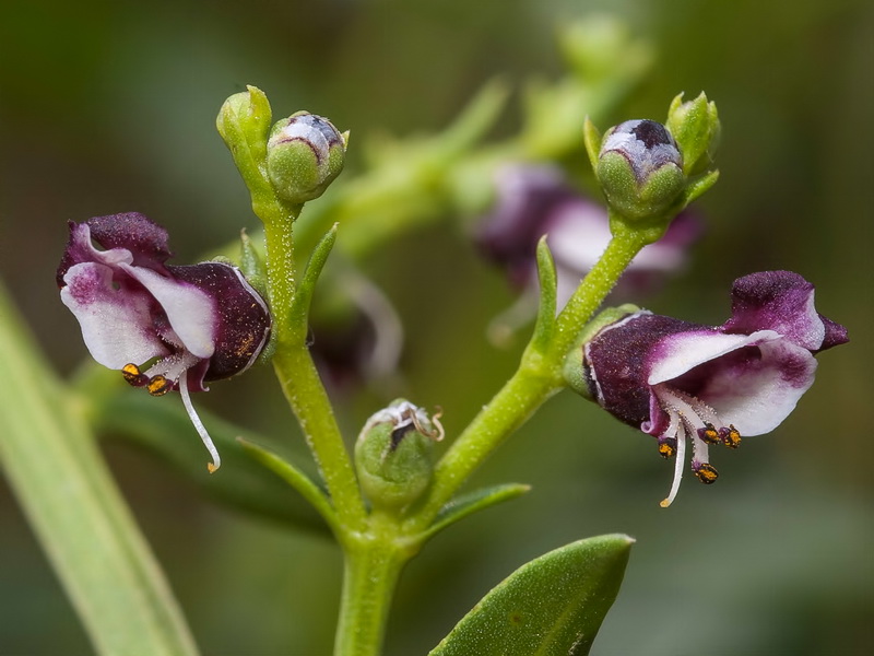 Scrophularia frutescens.04