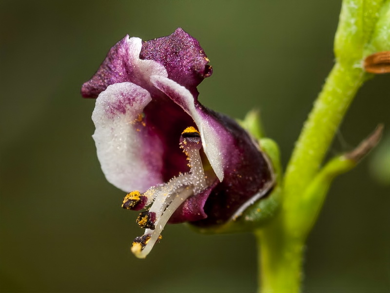 Scrophularia frutescens.05