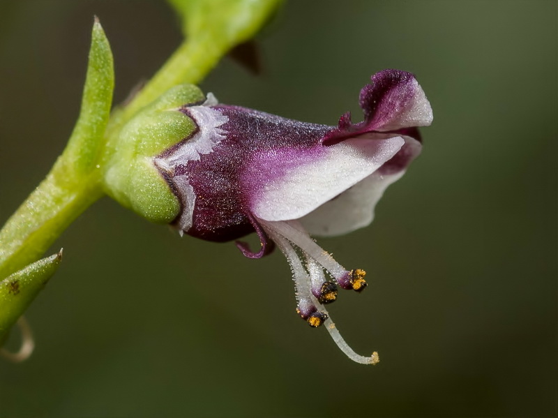 Scrophularia frutescens.06