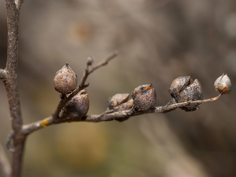 Scrophularia frutescens.10