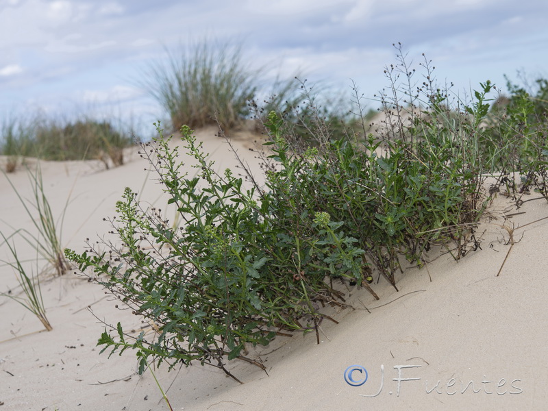 Scrophularia frutescens.12