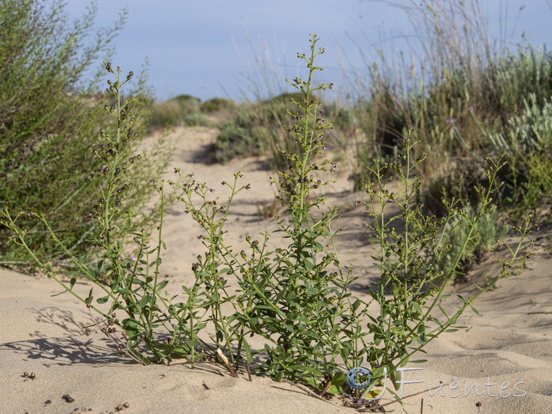 Scrophularia frutescens.13