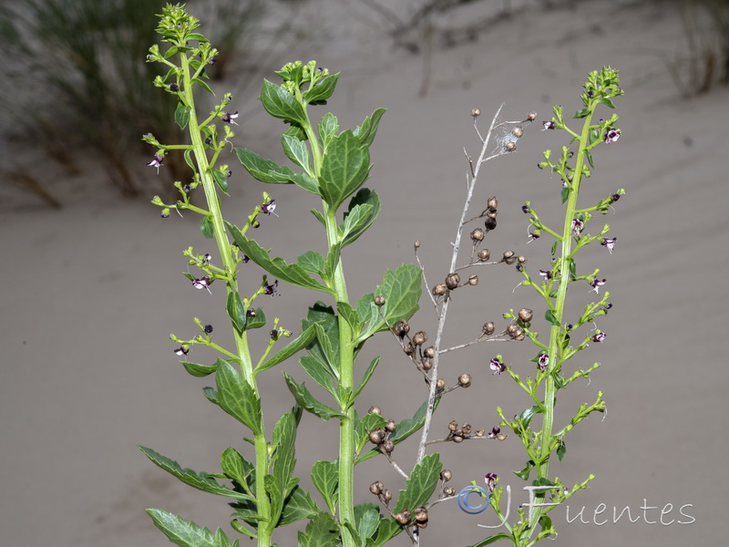 Scrophularia frutescens.14