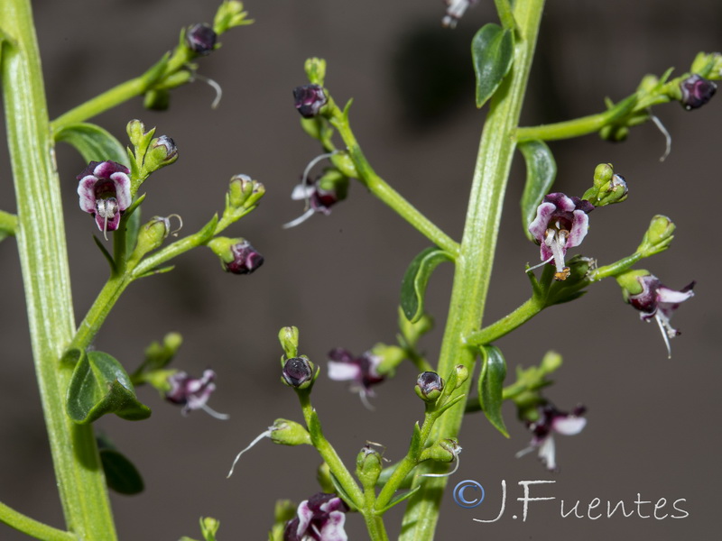Scrophularia frutescens.15