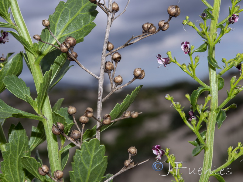 Scrophularia frutescens.18