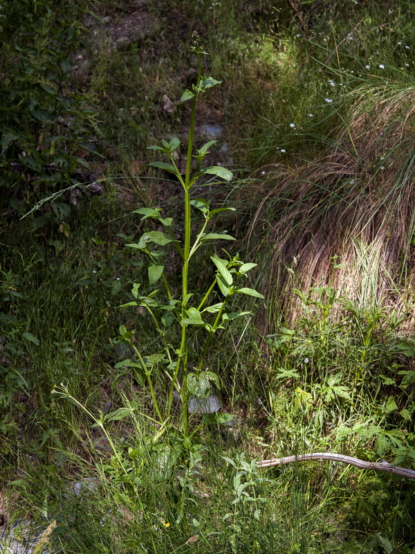 Scrophularia lyrata.01