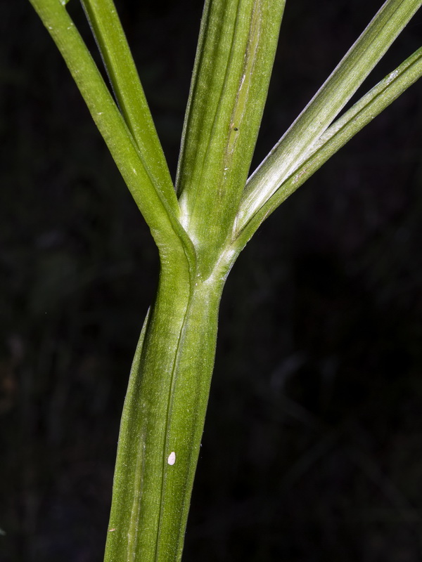 Scrophularia lyrata.04