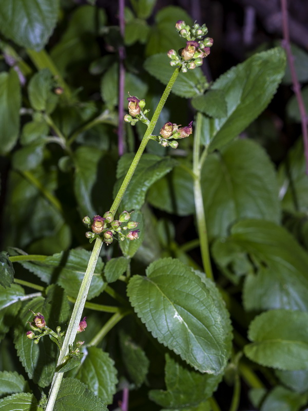 Scrophularia lyrata.05