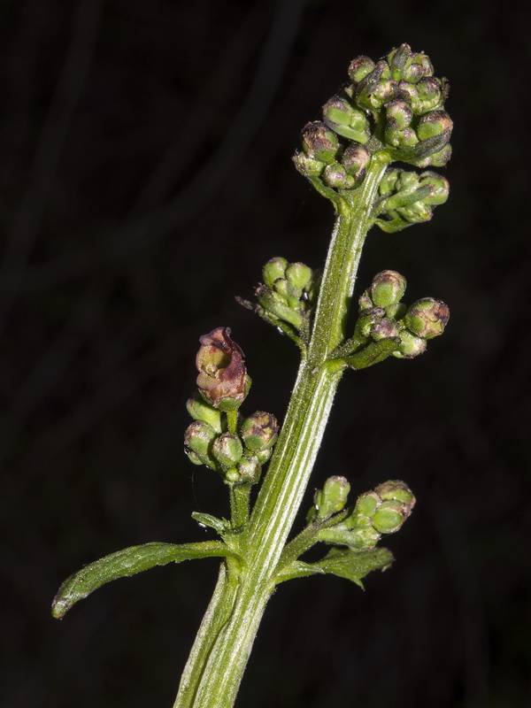 Scrophularia lyrata.06