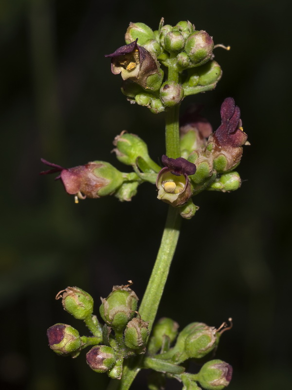 Scrophularia lyrata.07