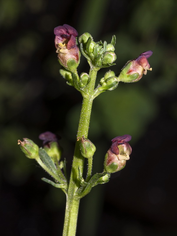 Scrophularia lyrata.08