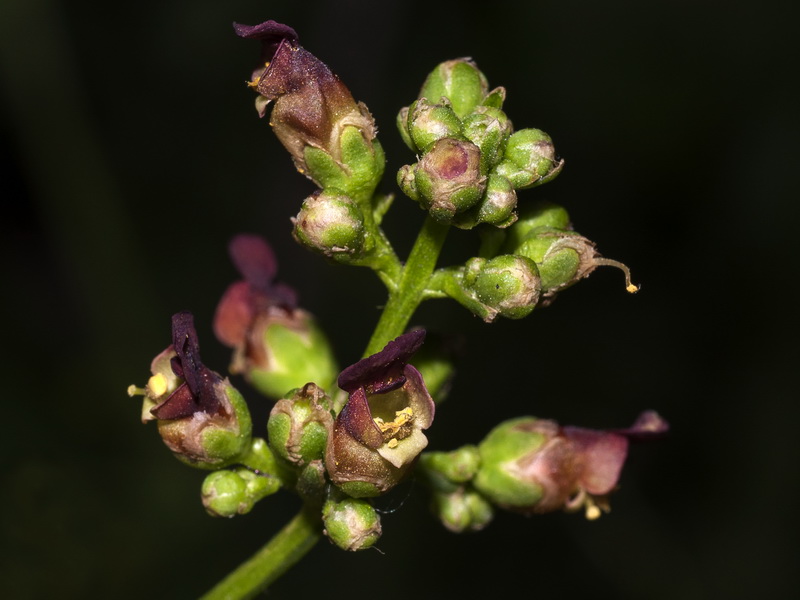 Scrophularia lyrata.09