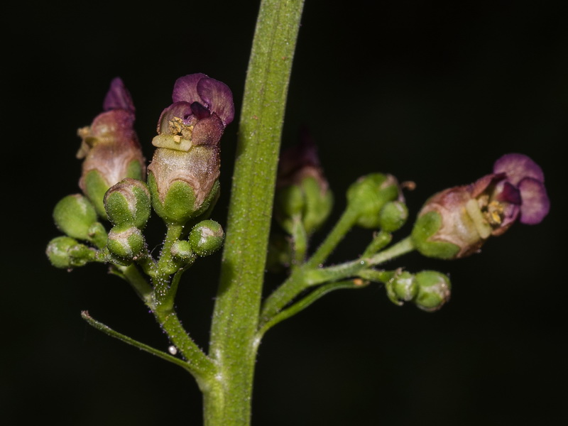 Scrophularia lyrata.11