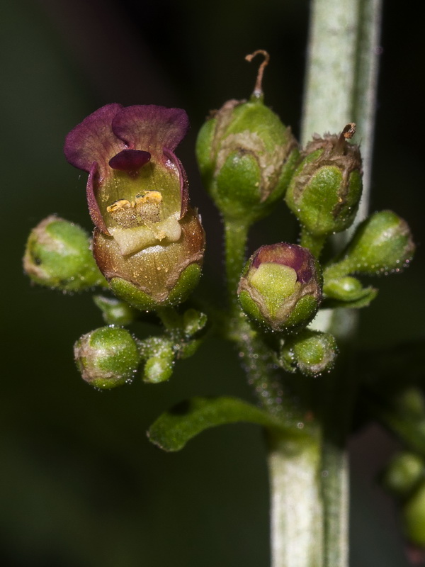 Scrophularia lyrata.12