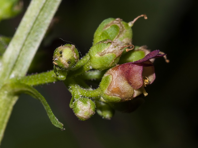 Scrophularia lyrata.13