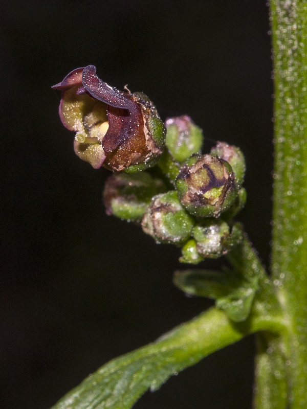 Scrophularia lyrata.16