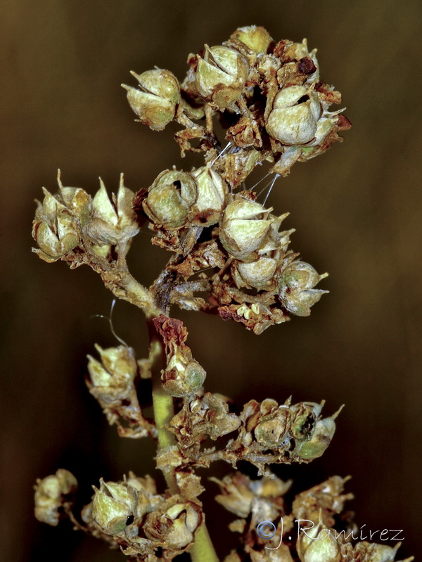 Scrophularia lyrata.17