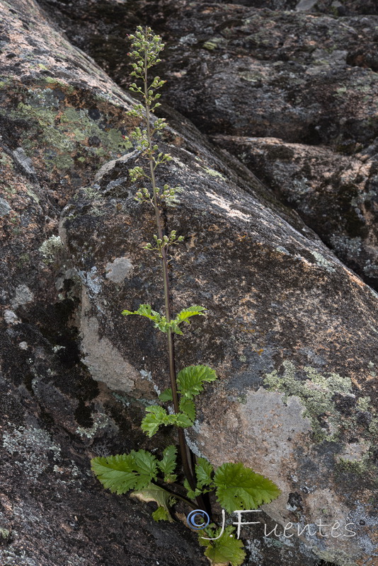 Scrophularia oxyrhyncha.01