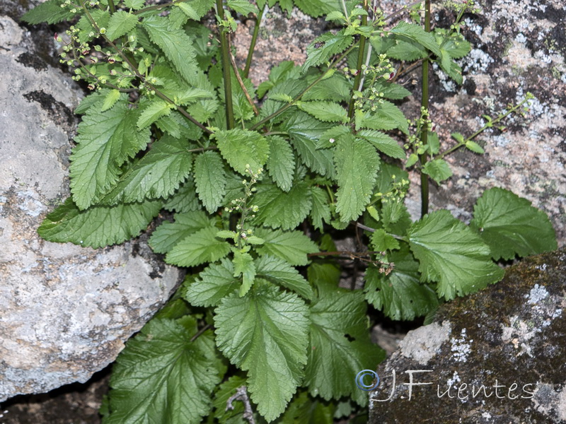 Scrophularia oxyrhyncha.05