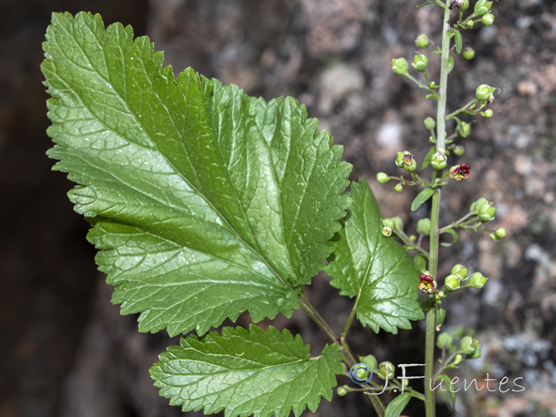 Scrophularia oxyrhyncha.06