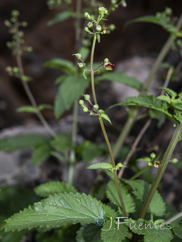 Scrophularia oxyrhyncha.07