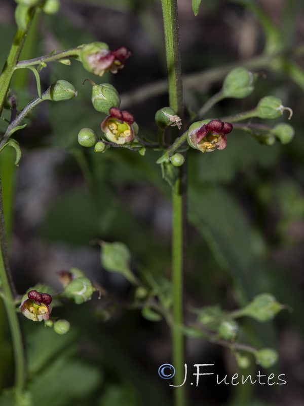 Scrophularia oxyrhyncha.12