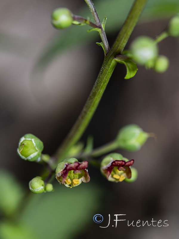 Scrophularia oxyrhyncha.13