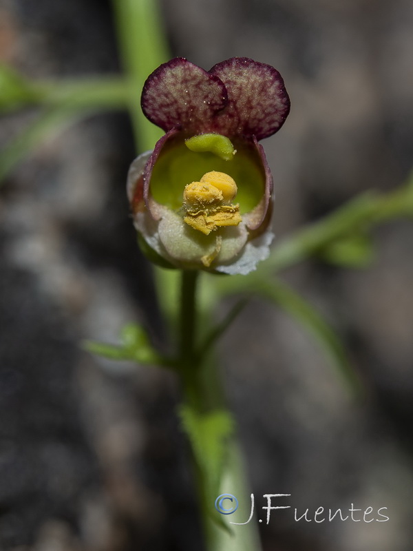 Scrophularia oxyrhyncha.15