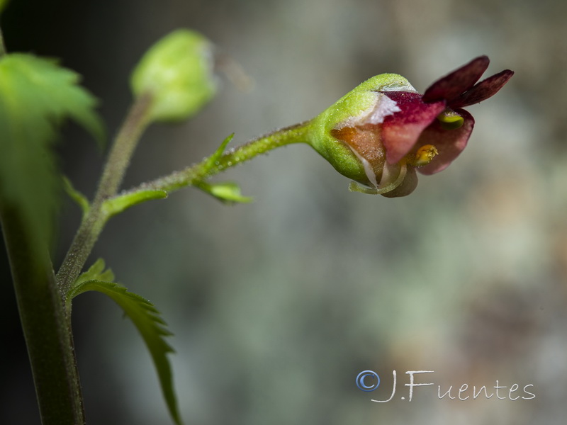 Scrophularia oxyrhyncha.16