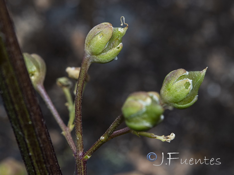 Scrophularia oxyrhyncha.20