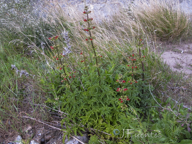 Scrophularia sambucifolia sambucifolia.01
