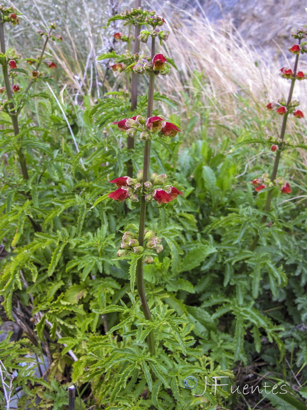 Scrophularia sambucifolia sambucifolia.02