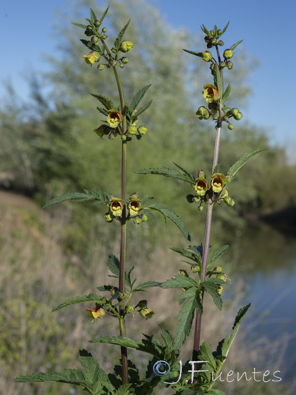 Scrophularia sambucifolia sambucifolia.04