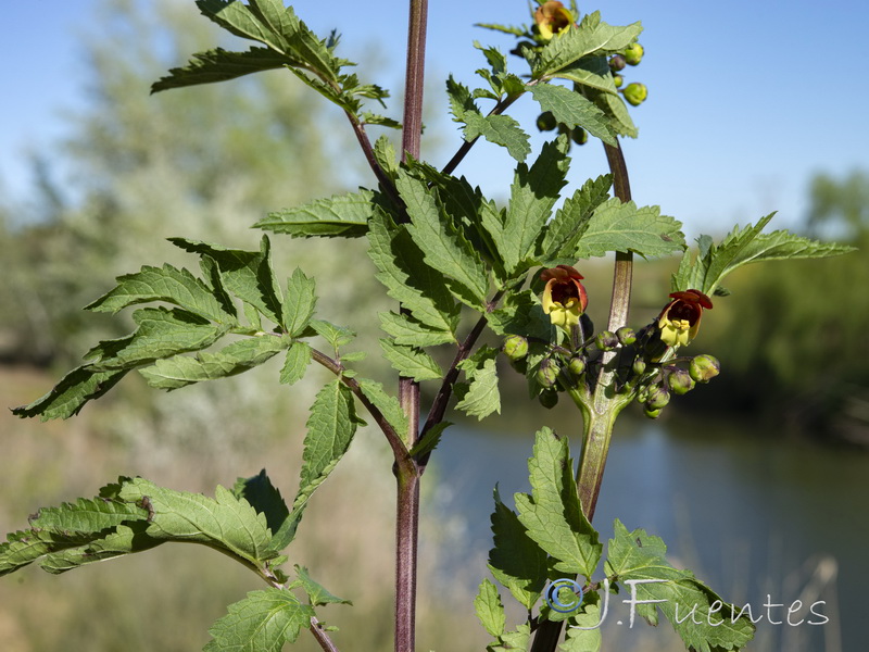 Scrophularia sambucifolia sambucifolia.06