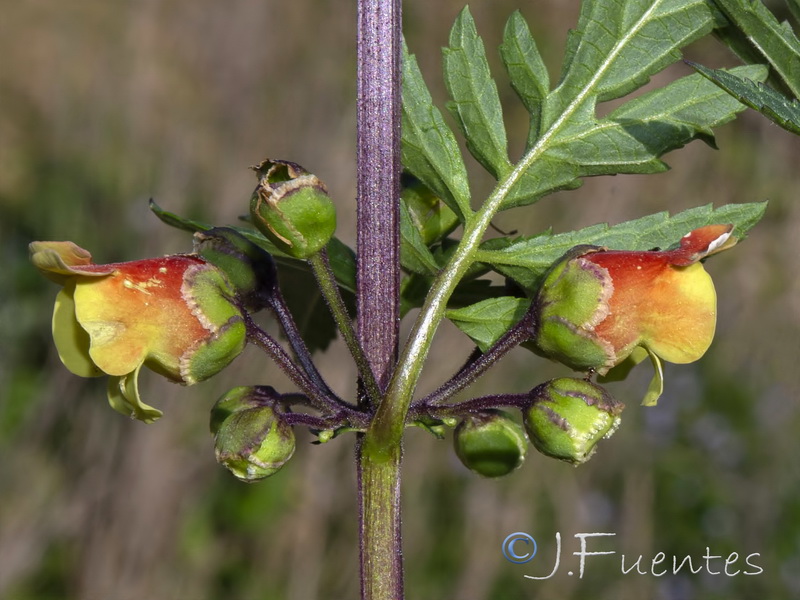 Scrophularia sambucifolia sambucifolia.03