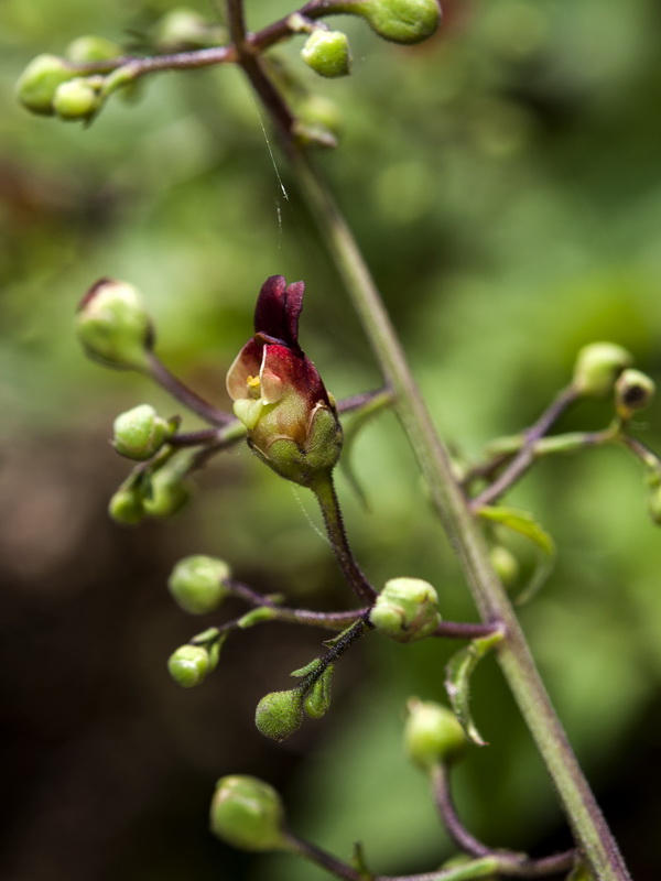 Scrophularia scorodonia.01