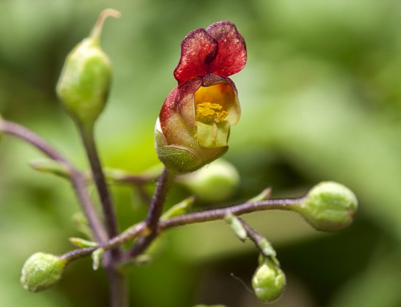 Scrophularia scorodonia.04