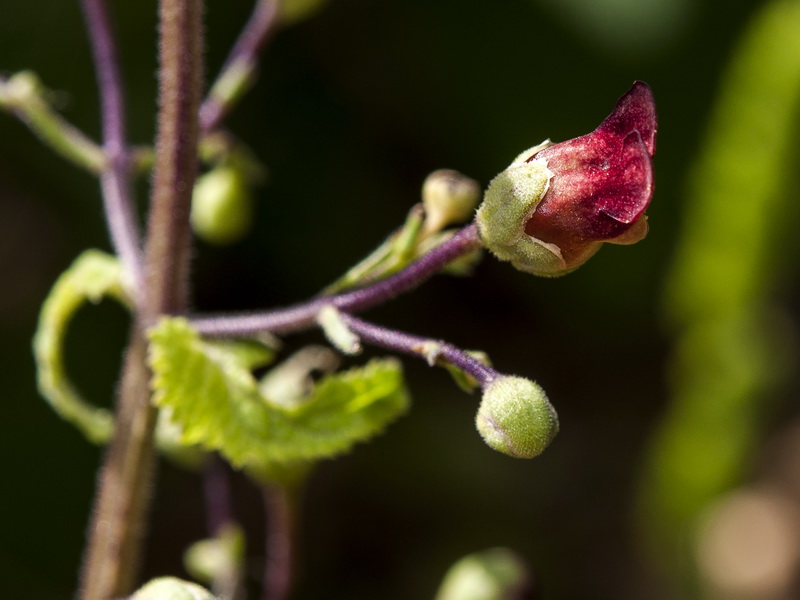 Scrophularia scorodonia.07