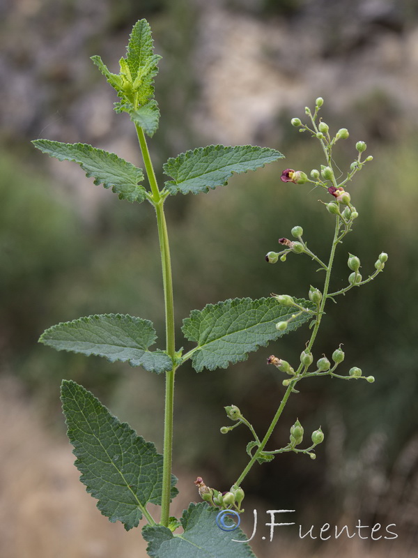 Scrophularia scorodonia.08