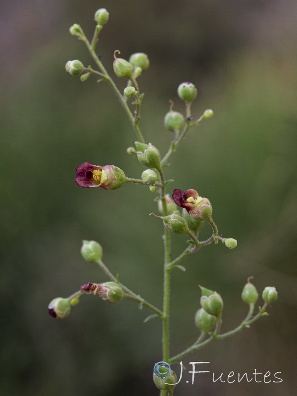 Scrophularia scorodonia.09