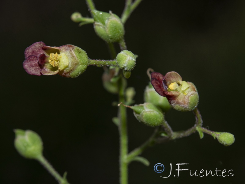 Scrophularia scorodonia.10