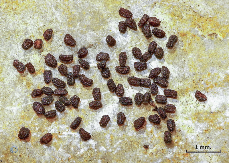 Scrophularia scorodonia.11