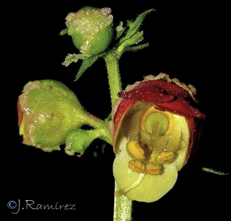 Scrophularia scorodonia.12