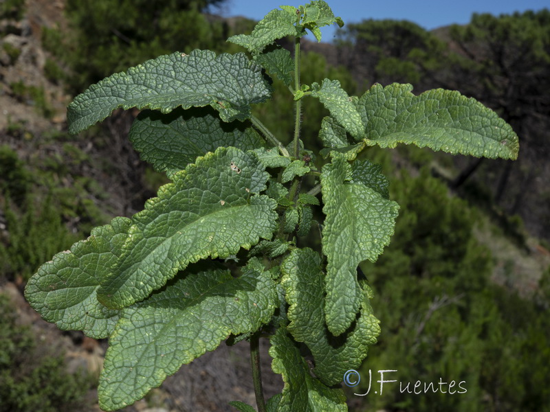 Scrophularia scorodonia.13
