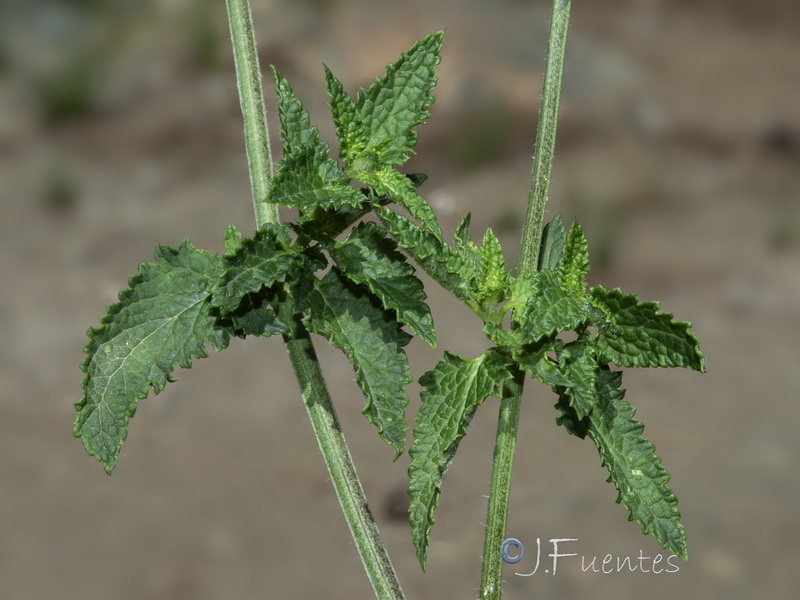 Scrophularia scorodonia.14