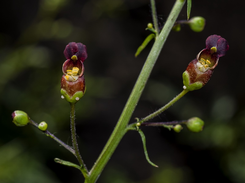 Scrophularia tanacetifolia.07