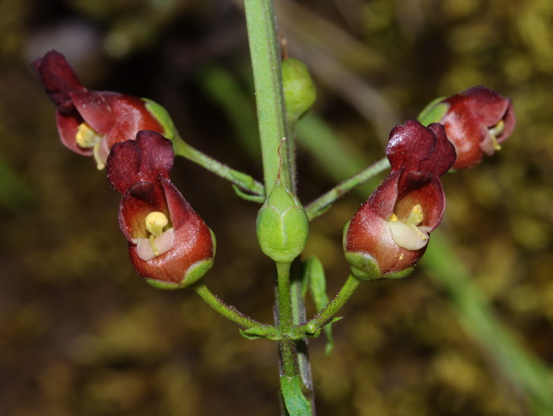 Scrophularia tanacetifolia.08