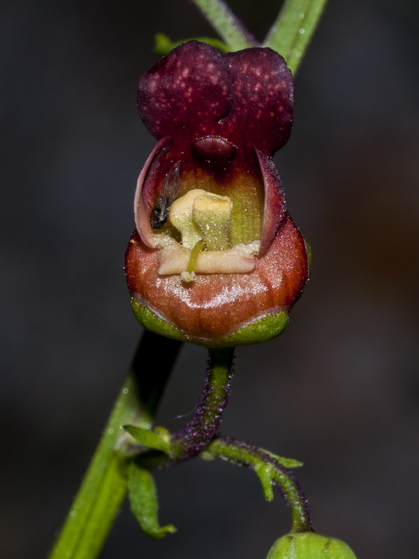 Scrophularia tanacetifolia.11