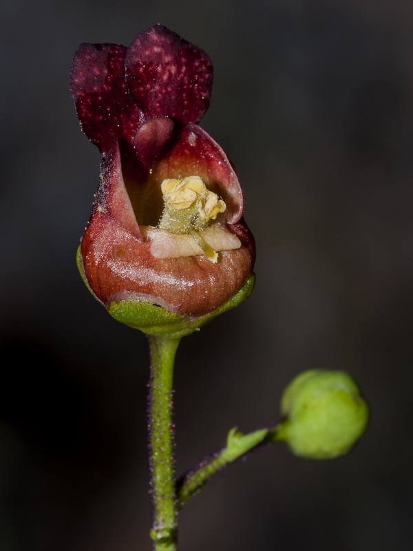 Scrophularia tanacetifolia.12