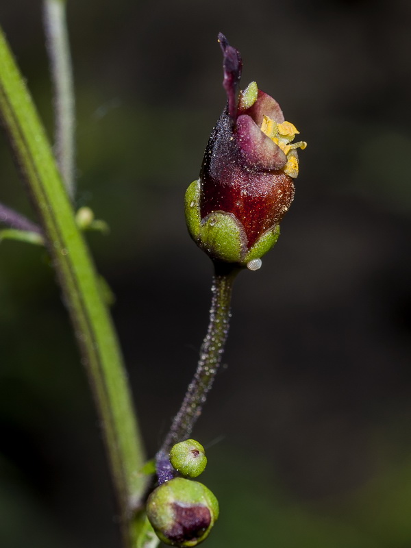 Scrophularia tanacetifolia.14